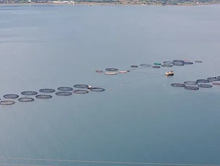 青岛鲁海风海洋牧场试点 青岛鲁海风海洋牧场试点